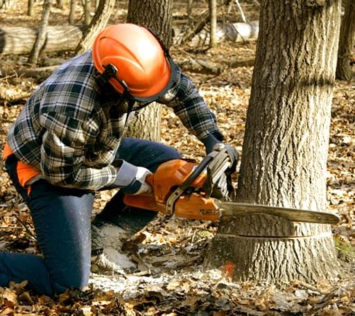 Tree Removal in Cherry Valley, MA